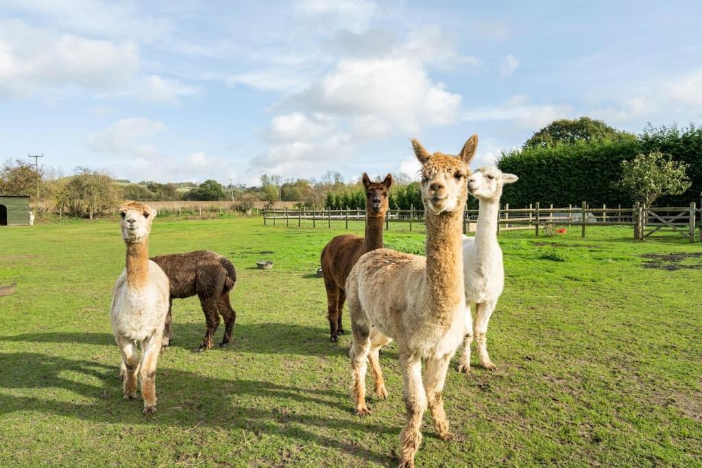 Willow Cottage In Idyllic Location Harrietsham ภายนอก รูปภาพ